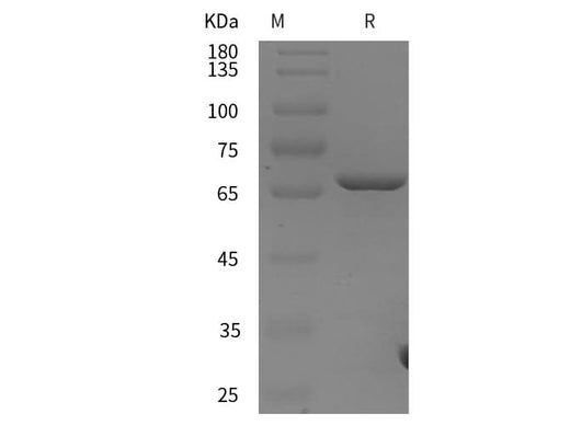 SDS-PAGE analysis of Human Annexin V proteins, 2 μg/lane of Recombinant Human Annexin V proteins was resolved with SDS-PAGE under reducing conditions, showing bands at 61 kDa.