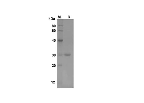SDS-PAGE analysis of Human CXCL12 proteins, 2 μg/lane of Recombinant Human CXCL12 proteins was resolved with SDS-PAGE under reducing conditions, showing bands at 30 kDa.