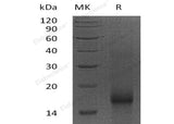 Recombinant Human Survivin/BIRC5 Protein - ABMIUM