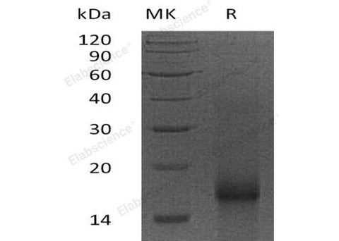 Recombinant Human Survivin/BIRC5 Protein - ABMIUM