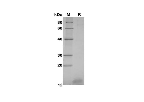 SDS-PAGE analysis of Human CGA proteins, 2 μg/lane of Recombinant Human CGA proteins was resolved with SDS-PAGE under reducing conditions, showing bands at 12 kDa.
