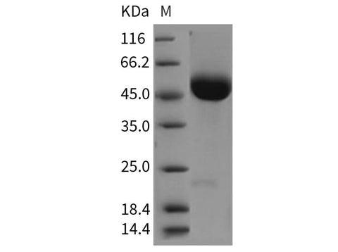 > 95 % as determined by reducing SDS-PAGE.