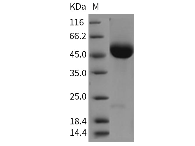 > 95 % as determined by reducing SDS-PAGE.