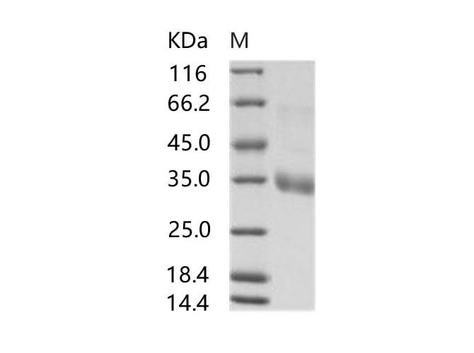 > 90 % as determined by reducing SDS-PAGE.