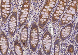 Anti-Human COMMD9 Antibody [B202]