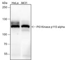 Anti-Human/Rat/Mouse PI3 Kinase p110 alpha Antibody [A333] - ABMIUM