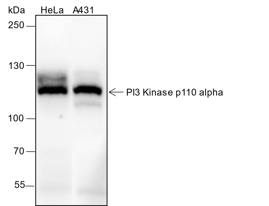 Anti-Human/Rat/Mouse PI3 Kinase p110 alpha Antibody [A333] - ABMIUM