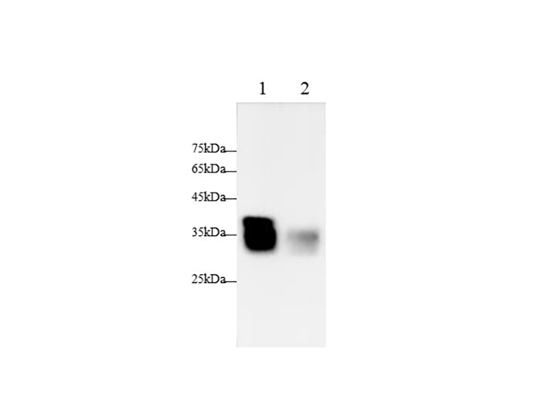 Anti-Rat Dao Antibody - ABMIUM