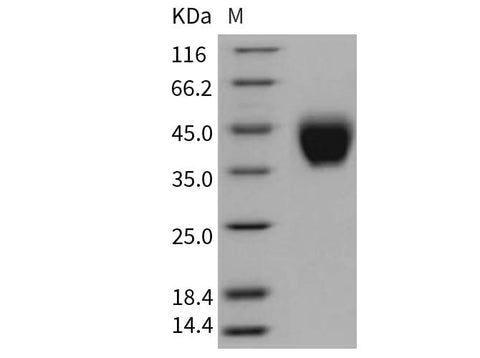 > 98 % as determined by reducing SDS-PAGE.