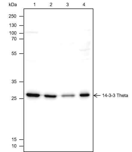 Anti-Human/Rat/Mouse 14-3-3 theta Antibody [A449] - ABMIUM