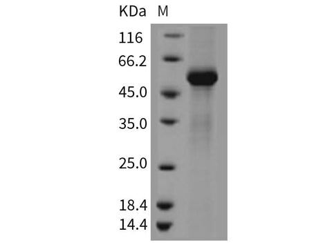 > 83 % as determined by reducing SDS-PAGE.