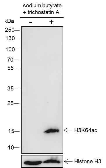 Anti-Human/Rat/Mouse Histone H3 (Acetyl Lys64) Antibody [A108]