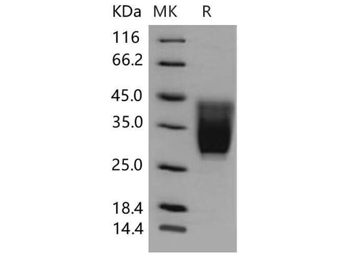 > 98 % as determined by reducing SDS-PAGE.