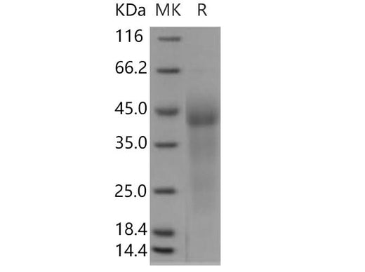 > 80 % as determined by reducing SDS-PAGE.