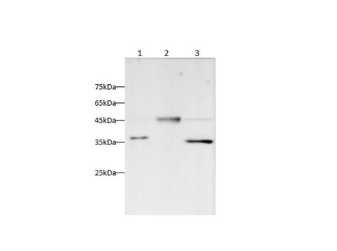 Anti-Human Caspase-9 Antibody [3B6] - ABMIUM
