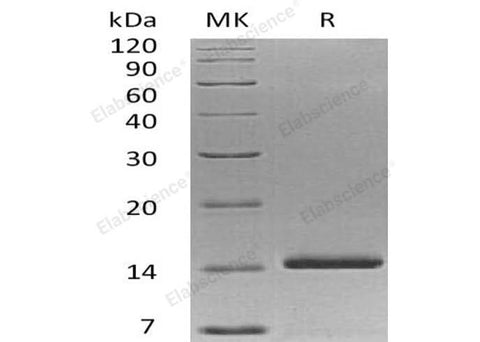 Recombinant Human Neurotrophin-3/NTF3 Protein - ABMIUM