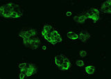 Anti-Human NT5E Antibody [B276]