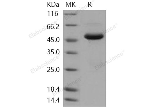 > 94 % as determined by reducing SDS-PAGE.
