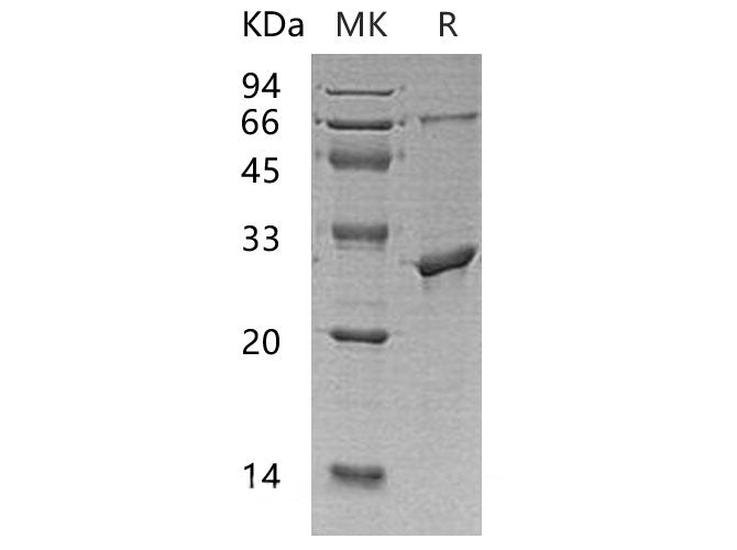 > 95 % as determined by reducing SDS-PAGE.