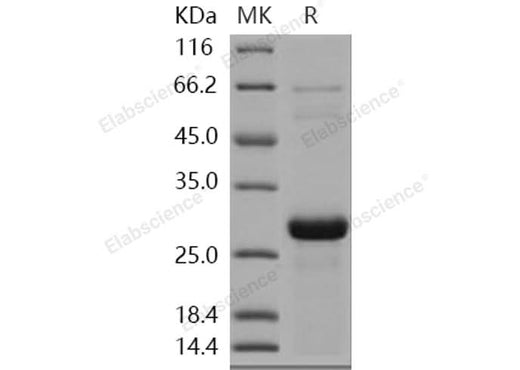 > 90 % as determined by reducing SDS-PAGE.