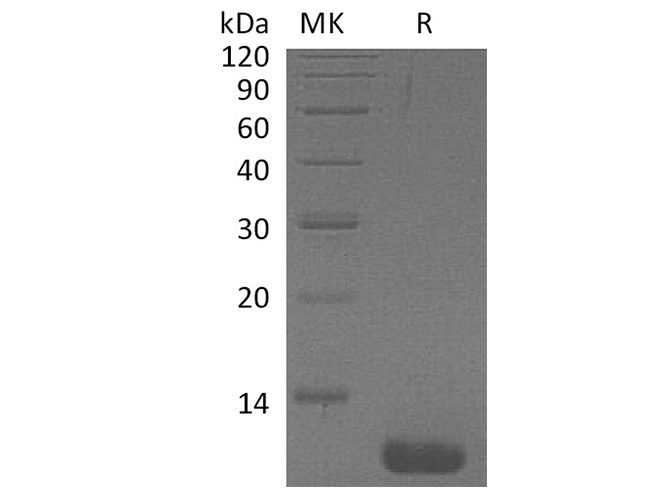 > 95 % as determined by reducing SDS-PAGE.