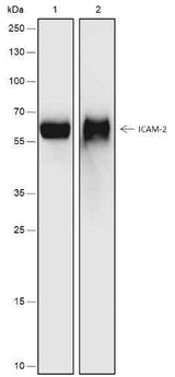 Anti-Human ICAM-2 Antibody [A505]