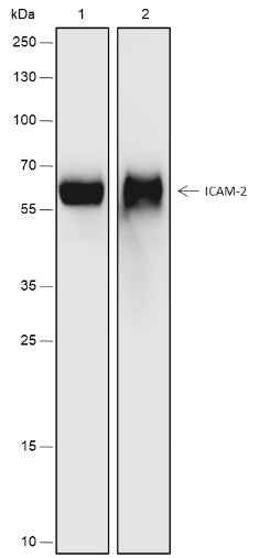Anti-Human ICAM-2 Antibody [A505]