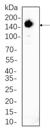 Anti-Human/Mouse Raptor Antibody [B732]