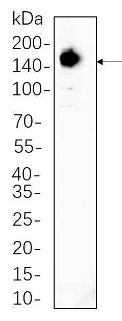Anti-Human/Mouse Raptor Antibody [B732]