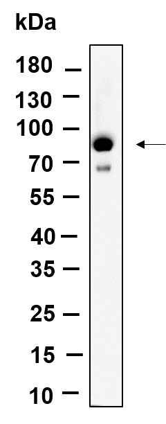 Anti-Human/Mouse/Rat Stat3 Antibody [B905] - ABMIUM