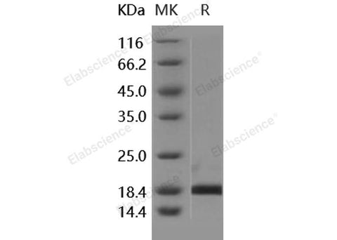> 95 % as determined by reducing SDS-PAGE.