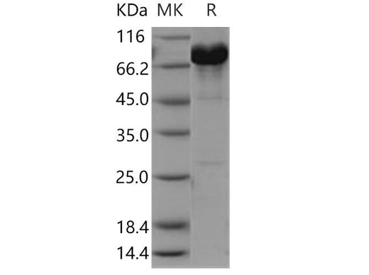 > 90 % as determined by reducing SDS-PAGE.