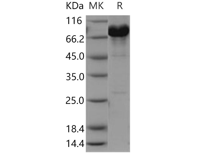 > 90 % as determined by reducing SDS-PAGE.