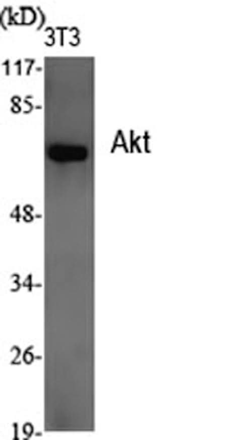 Western Blot analysis of 3T3 cells using Pan-Akt Polyclonal Antibody at dilution of 1:2000.