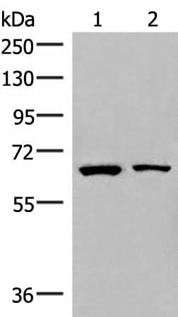Western blot analysis of Raji and PC3 cell lysates using ZNF85 Polyclonal Antibody at dilution of 1:400