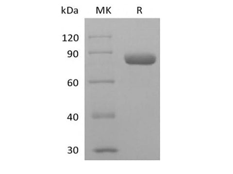 Recombinant Human PVRL2/Nectin-2/CD112 (C-mIgG2a Fc) - ABMIUM