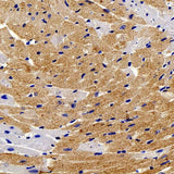 Immunohistochemistry analysis of paraffin-embedded mouse heart using TNNT2 Polyclonal Antibody at dilution of 1:200.