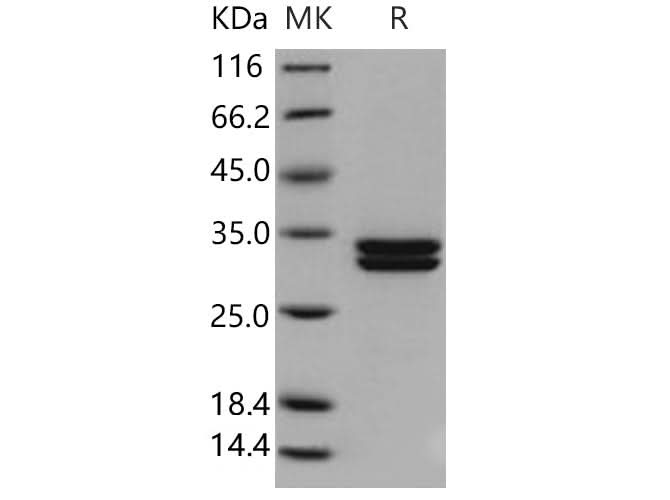 > 97 % as determined by reducing SDS-PAGE.
