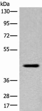 Anti-Human/Mouse/Rat FAM105A Antibody