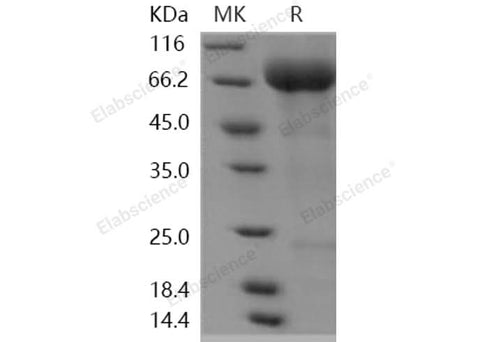 > 85 % as determined by reducing SDS-PAGE.