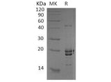 > 90 % as determined by reducing SDS-PAGE.