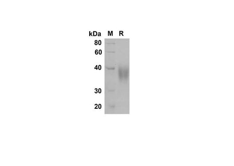 SDS-PAGE analysis of Rat Fcγ RIIB/CD32b proteins , 2 μg/lane of Recombinant Rat Fcγ RIIB/CD32b proteins was resolved with SDS-PAGE under reducing conditions , showing bands at 40 kDa.