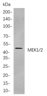 Anti-Human/Mouse/Rat MEK1/2 Antibody [B869]