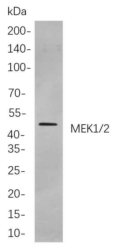 Anti-Human/Mouse/Rat MEK1/2 Antibody [B869]