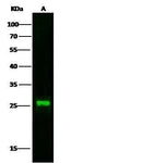 Anti-Human CST7 Antibody [A1019] - ABMIUM