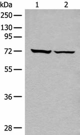 Western blot analysis of 293T cell lysates using DDX59 Polyclonal Antibody at dilution of 1:500