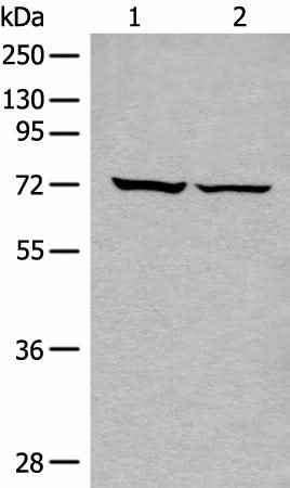 Anti-Human/Mouse/Rat DDX59 Antibody