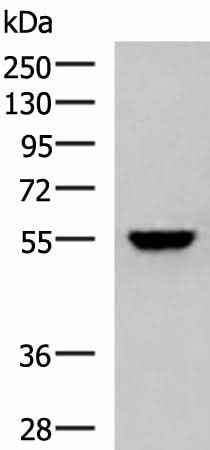 Anti-Human/Mouse KPNA2 Antibody