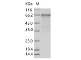 > 90 % as determined by reducing SDS-PAGE.