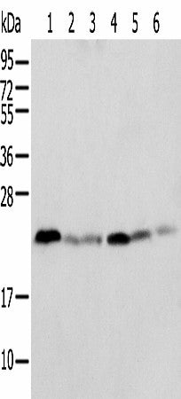 Western blot analysis of K-562 cell Human placenta tissue Mouse adrenal gland tissue HT-29 cell NIH/3T3 cell Rat lung tissue using SPCS2 Polyclonal Antibody at dilution of 1:500